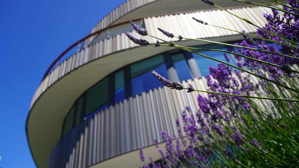 Looking up at the main CEB office building through lavender.