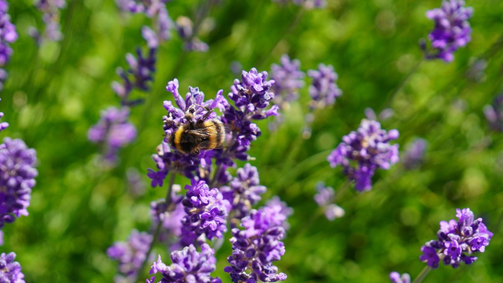 Bee on lavendar.